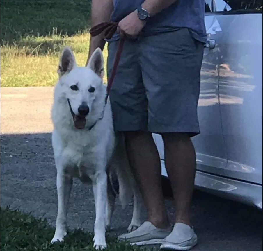 white german shepherd bolt