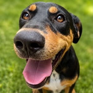 chuna
