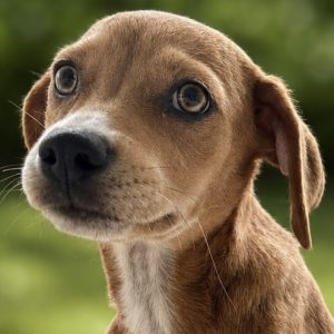 mocha