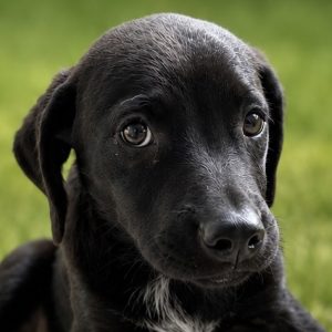 pepper