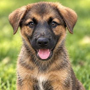 Loki